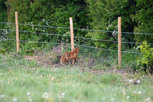 Забор из колючей проволоки вокруг новостройки