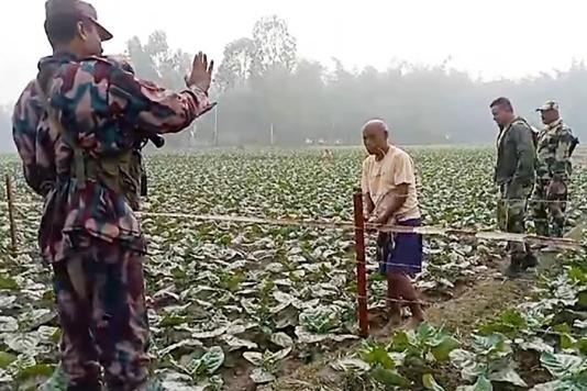 Укріпити колючий дріт бамбуком?